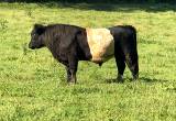 Belted Galloway bull calves