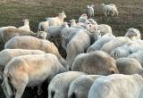 Katahdin sheep herd hair sheep