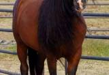 Aurab / Abu Farwa CMK Arabian Stallion a