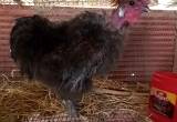 ShowGirl Rooster