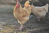 Buff Orpington Roosters