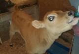 heifer calf, mid size jersey, bottle cal