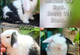 pedigree holland lops bunny rabbit