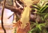 lily white crested gecko