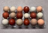 12 rainbow variety hatching eggs