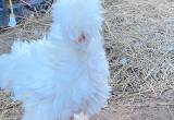 12-white sultan hatch eggs - frizzle gen