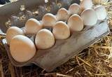 Farm Fresh Duck Eggs for Sale