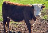 Purebred horned Hereford heifer