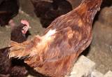 REDUCED! RIR pullets(some feather loss)