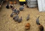 Laying Hens