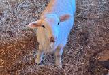 Ram lamb for sale