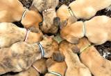 🐾 Adorable Anatolian Shepherd Puppies