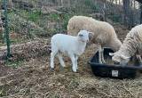 Ewe with Ewe lamb