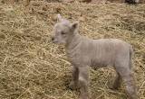 Babydoll Southdown Ram Lamb