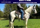 Grey Tobiano Spotted Saddle Horse