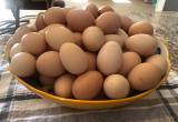 Farm Fresh, free range eggs