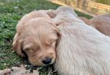 AKC Golden Retriever Puppies : OFA