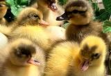 Call Duck Babies Newest Hatch
🐥🐣🐥🐣