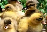 Call Ducklings Here Now
🐥🐣🐥🐣🐥🐣