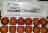 Hatching Chicken Eggs Marans