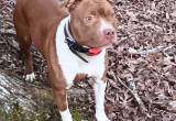 looking for male pit to breed