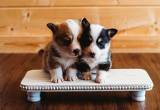 AKC Pembroke Welsh Corgi Puppies