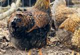 Golden Laced Hen