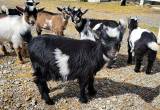 Nigerian Dwarf Buckling Goats Blue Eyes