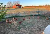 Laying Hens For Sale