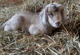 Goat Nannies with Kids For Sale