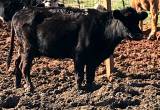 Bred Angus cow