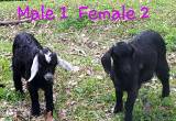 Boer Mix Baby Goats - going fast