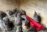 jumbo countrix quails