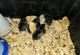 Mixed chicks, 1 week old.