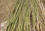 Bamboo Polls & Plants