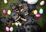 3 Male - 3 Female AKC Rottweiler Puppies