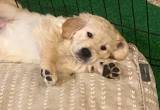 8 Week Old Golden Puppies, Availible now