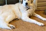 1 1/2 year old female Great Pyrenees