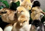 Bantam Cochin Chicks New Hatch
🐥🐥🐣🐥