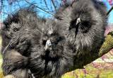 Black Mottle Young Adult Silkie Pair
