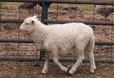 Lambs Ewes & Rams