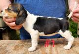 AKC Registered Beagle Puppies
