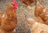 Cinnamon queen hens/ easter egger roos