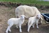 Registered Katahdin lambs