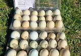 Ameraucana hatching eggs