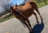 14-year old mare, Bombproof Trail Horse