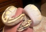 SNAKE! butter pastel female ball python