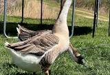 African Geese Male