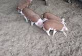 hereford piglets