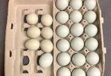 Pure Opal Legbar hatching eggs